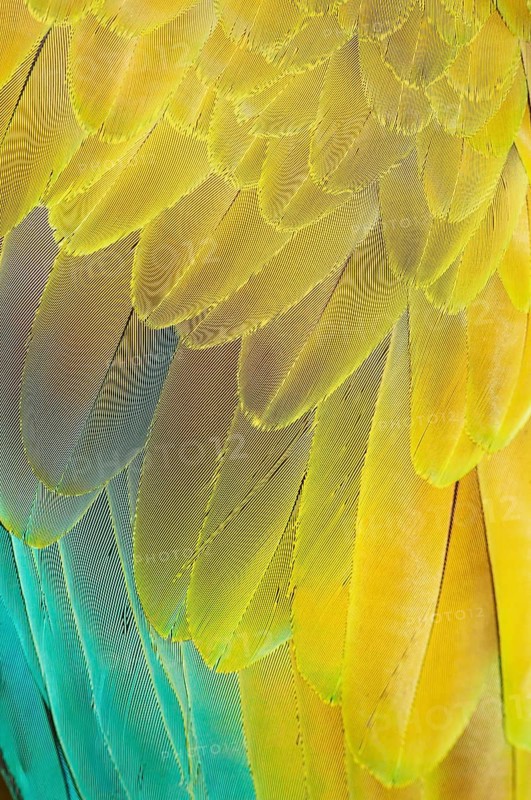 Military macaw (Ara militaris) feathers, close-up, Costa Rica, Central America