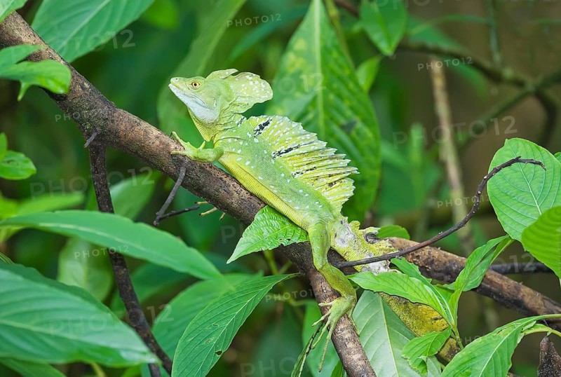 Plumed Basilisk (Basiliscus plumifrons) on a tree branch, Costa Rica, Central America