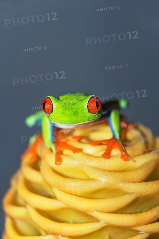 Red eyed tree frog (Agalychins callydrias) on yellow flower, Costa Rica