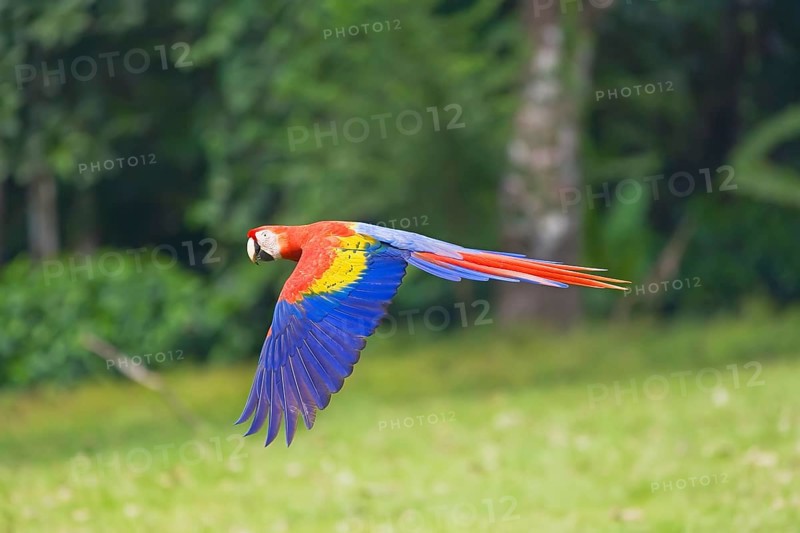 Scarlet Macaw (Ara macao) in flight, Corcovado National Park, Osa Peninsula, Costa Rica