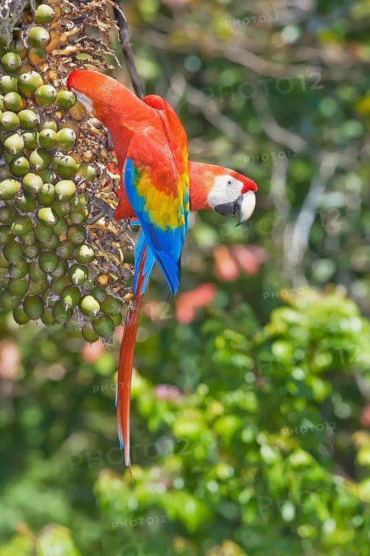 Scarlet Macaws (Ara macao) perching on a tree, Corcovado National Park, Osa Peninsula, Costa Rica