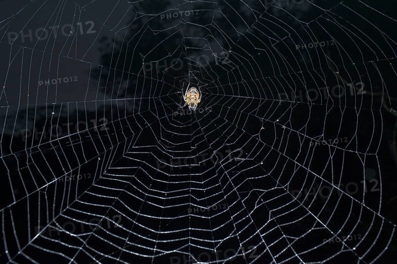 Tropical Red and Black Orb-weaving Spider (Eriophora fuliginea) weaving, Costa Rica, Central America
