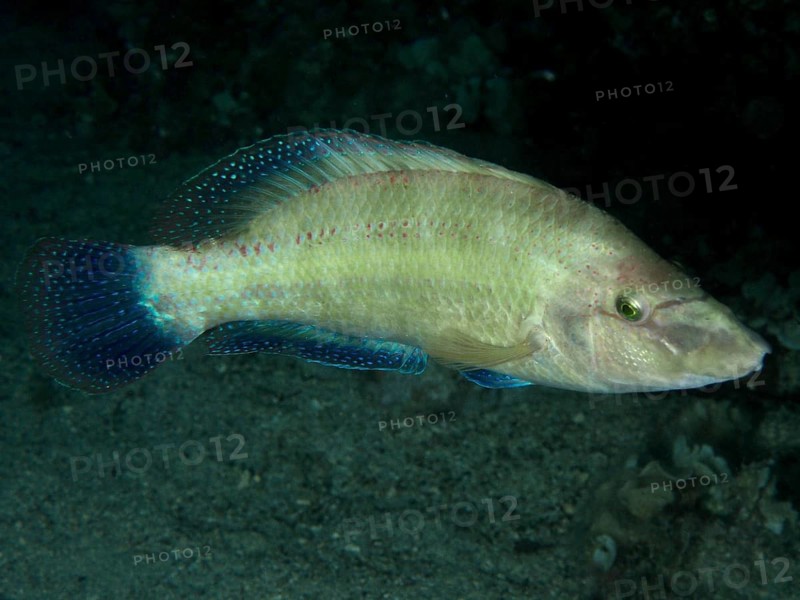 Ein Pfauenlippfisch (Symphodus tinca) schwimmt bei Nacht in einer dunklen Umgebung. Tauchplatz Hausriff, Stoja, Pula, Kroatien, Mittelmeer