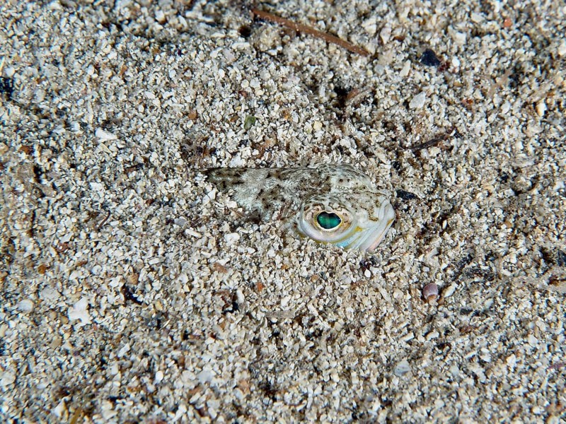 Ein Petermännchen (Trachinus draco), Gifttier, mit grünlichen Augen eingegraben im Sand. Tauchplatz Hausriff, Stoja, Pula, Kroatien, Mittelmeer