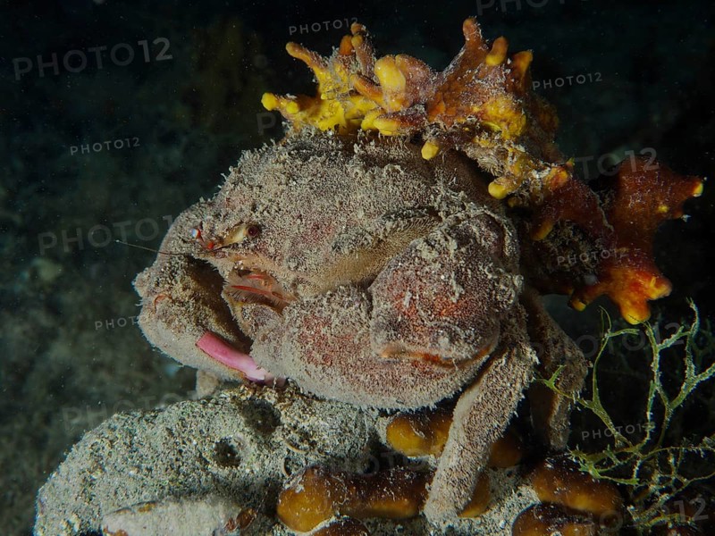 Eine tarnende Krabbe, Wollkrabbe (Dromia personata) ruht auf einem sandigen Meeresboden mit Goldschwamm (Aplysina aerophoba) bedeckt. Tauchplatz Hausriff, Stoja, Pula, Kroatien, Mittelmeer