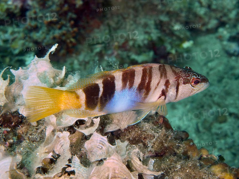 Fisch mit gelbem Schwanz und Streifenmuster, Schriftbarsch (Serranus scriba), schwimmt über Algen. Tauchplatz Muzil, Stoja, Pula, Kroatien, Mittelmeer