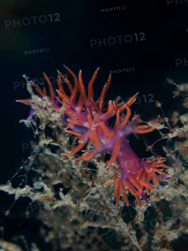 Eine leuchtend orange-violette Meeresschnecke, Rotviolette Fadenschnecke (Edmundsella pedata), die sich an Unterwasservegetation festhält. Tauchplatz Wrack der Vis, Pula, Kroatien, Mittelmeer