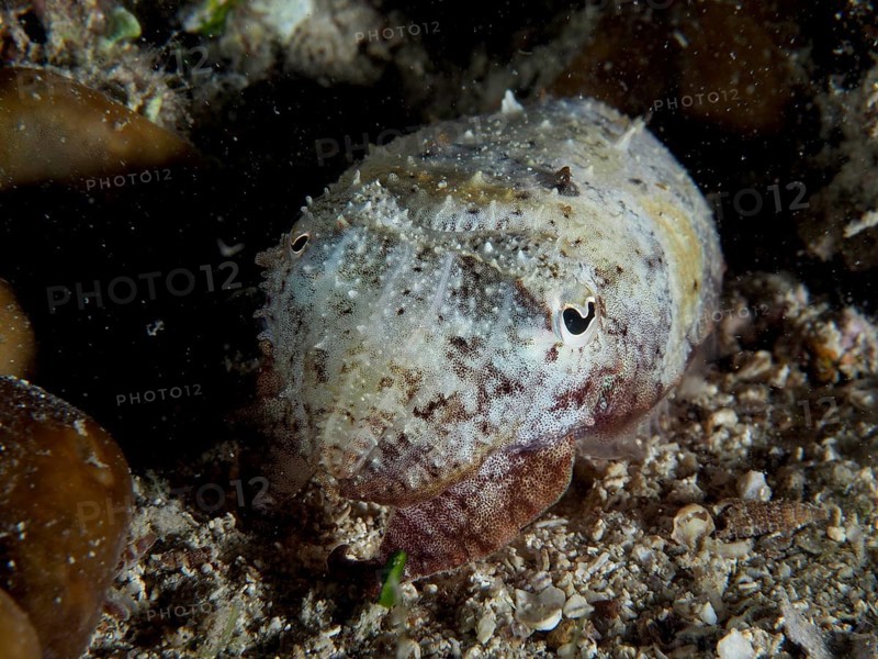 Sepia, Gewöhnlicher Tintenfisch (Sepia officinalis) juvenil ruht auf dem Meeresboden zwischen Schwämmen und Sand. Tauchplatz Hausriff, Stoja, Pula, Kroatien, Mittelmeer