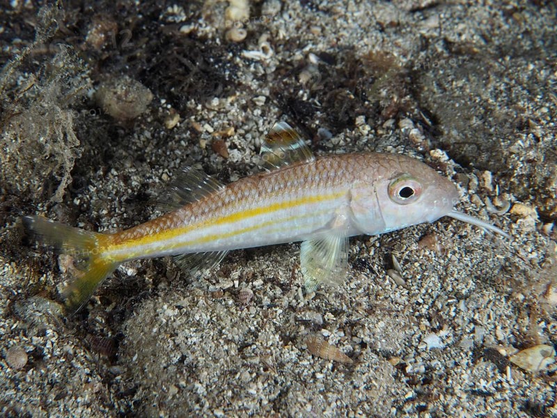 Ein kleiner gelb gestreifter Fisch, Streifenbarbe (Mullus surmuletus) juvenil, liegt ruhig am sandigen Meeresboden. Tauchplatz Hausriff, Stoja, Pula, Kroatien, Mittelmeer