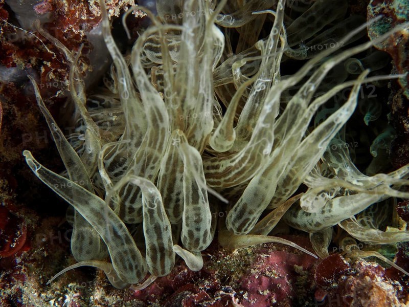 Durchscheinende Siebanamone (Aiptasia mutabilis) mit wirbelnden Formen in einer Unterwasserumgebung. Tauchplatz Muzil, Stoja, Pula, Kroatien, Mittelmeer
