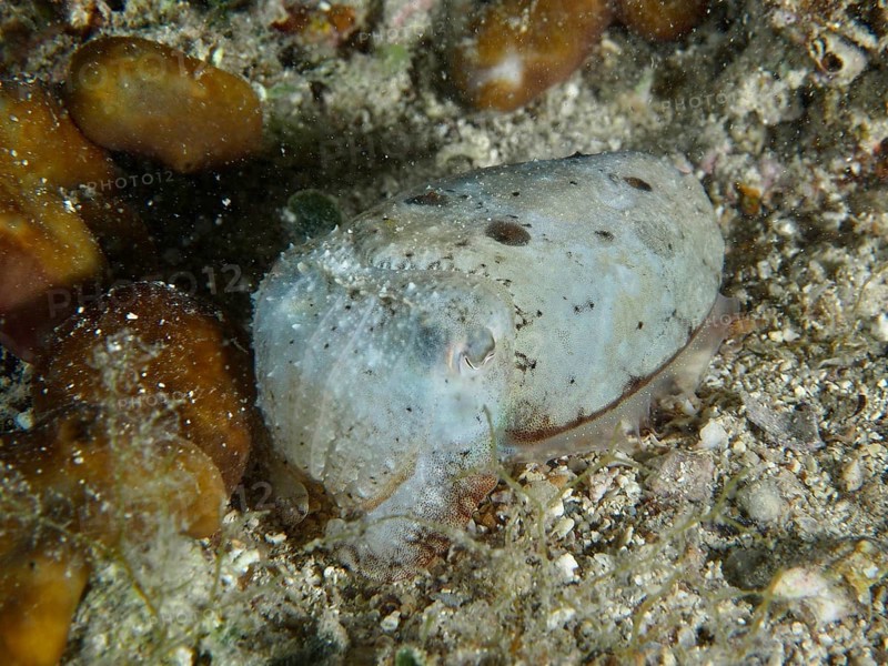 Sepia, Gewöhnlicher Tintenfisch (Sepia officinalis) juvenil auf sandigem Boden. Tauchplatz Hausriff, Stoja, Pula, Kroatien, Mittelmeer