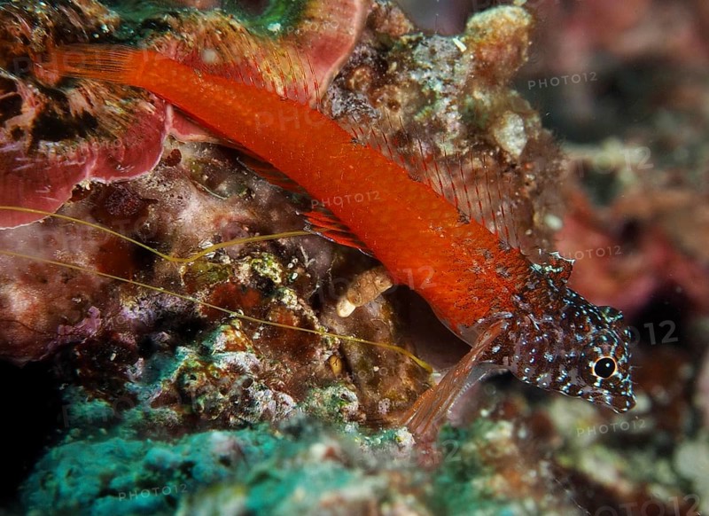 Schwarzkopf-Schleimfisch (Microlipophrys nigriceps), Schleimfisch, liegt auf einem Riff im Meer. Tauchplatz Muzil, Stoja, Pula, Kroatien, Mittelmeer