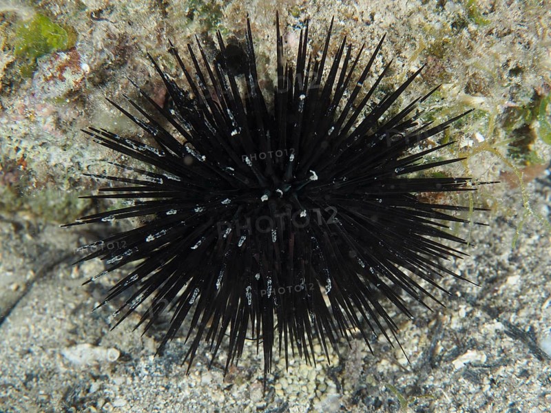 Ein schwarzer Seeigel (Arbacia lixula) mit langen Stacheln auf dem Meeresboden. Tauchplatz Hausriff, Stoja, Pula, Kroatien, Mittelmeer