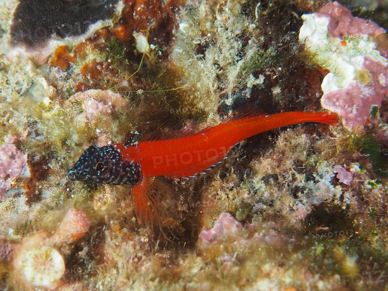 Ein Schwarzkopf-Schleimfisch (Microlipophrys nigriceps), Schleimfisch, auf einem algenbedeckten Boden. Tauchplatz Muzil, Stoja, Pula, Kroatien, Mittelmeer