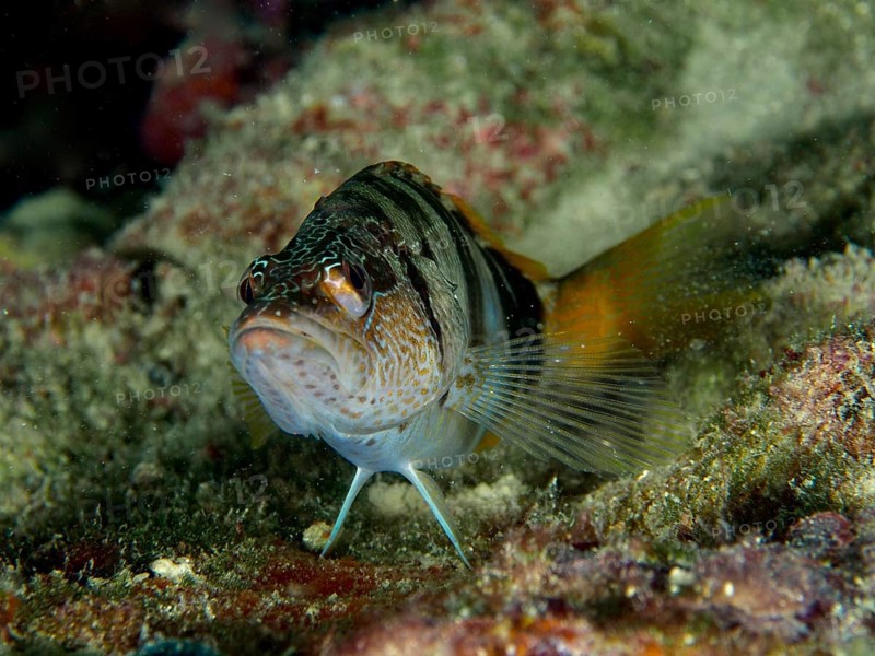 Schriftbarsch (Serranus scriba) mit markantem Streifenmuster auf einem Riff. Tauchplatz Hausriff, Stoja, Pula, Kroatien, Mittelmeer