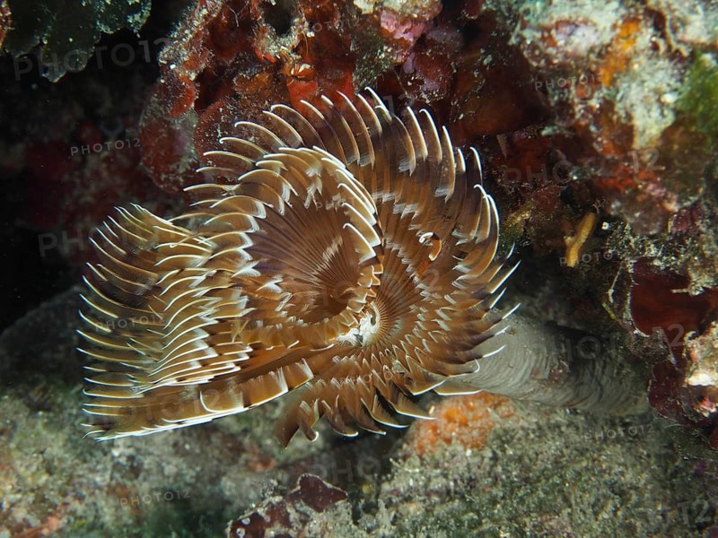 Eine braun-weiße Schraubensabelle (Sabella spallanzanii) breitet ihre Tentakel im Riff aus. Tauchplatz Muzil, Stoja, Pula, Kroatien, Mittelmeer