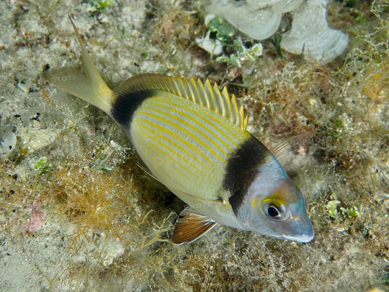 Eine Zweibindenbrasse (Diplodus vulgaris) mit buntem Muster schwimmt über den Meeresboden. Tauchplatz Hausriff, Stoja, Pula, Kroatien, Mittelmeer