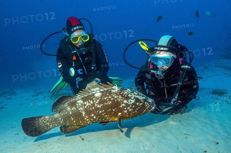 Unterwasserfoto von zwei Sporttaucher betrachten aus nächster Nähe Exemplar von neugieriger Brauner Zackenbarsch, Ostatlantik, Fuerteventura, Kanarische Inseln, Spanien