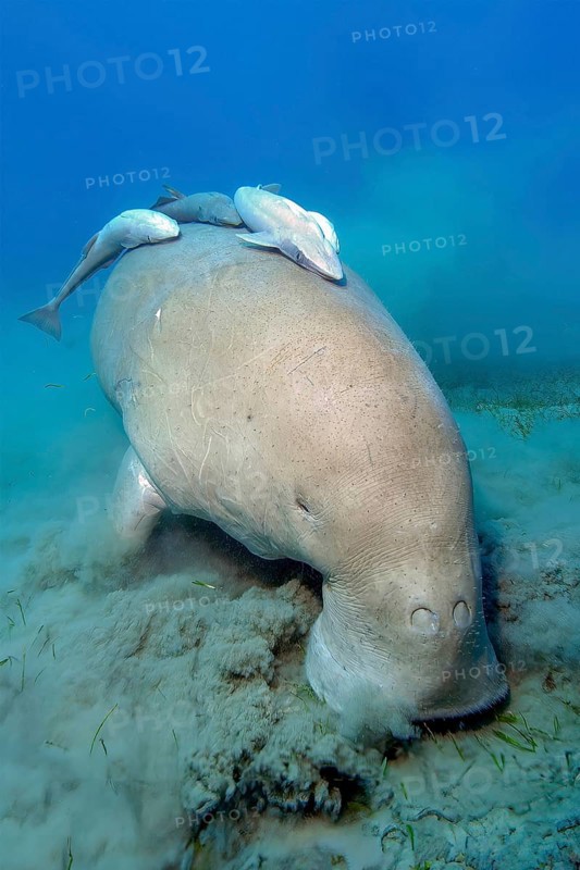 Unterwasserfoto Aufnahme aus nächster Nähe von Seekuh Gabelschwanzseekuh (Dugong dugong) frisst ernährt sich von Seegras direkt vor Betrachter, auf dem Rücken drei Exemplare von Gestreifter Schiffshalter (Echeneis naucrates) Saugfische, Rotes Meer, Abu Dabab, Marsa Alam, Ägypten