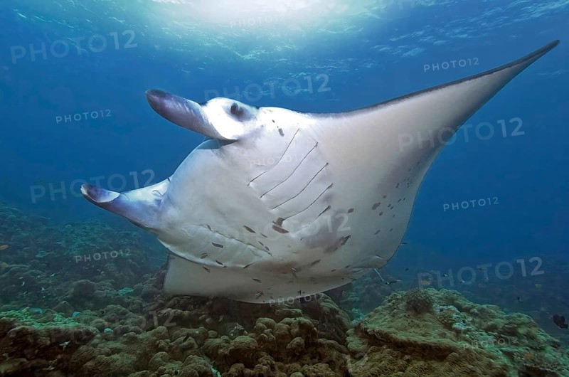 Unterwasserfoto von großer Teufelsrochen (Mobula birostris) Synonym Manta Mantarochen schwimmt an Putzerstation, Indischer Ozean, Malediven
