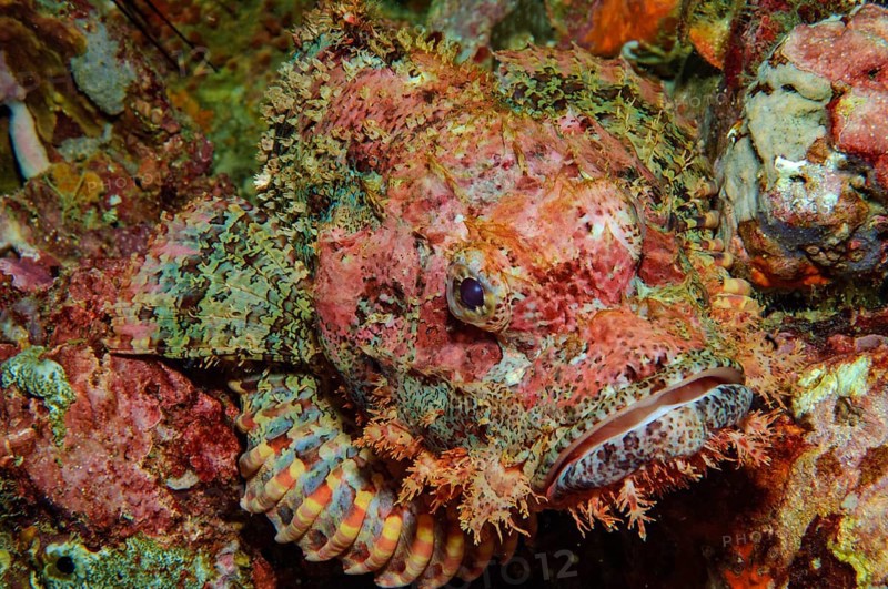 Unterwasserfoto Nahaufnahme von Fransen-Drachenkopf (Scorpaenopsis oxycephalus) liegt mit Mimese gut getarnt wie Korallenblock gespreizten Brustflossen auf Steinkorallen (Acropora) Hartkorallen in Korallenriff lauert auf Beute, Indischer Ozean, Andamanensee, Myanmar