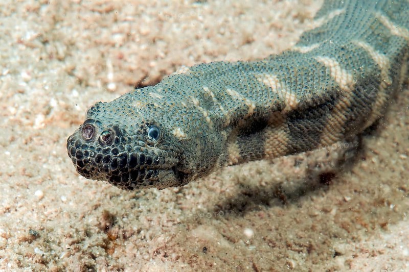Unterwasserfoto Nahaufnahme von Kopf von Indische Warzenschlange (Acrochordus granulatus) Seeschlange Wasserschlange mit große Nasenlöcher, Pazifik, Philippinensee, Moalboal, Cebu, Philippinen