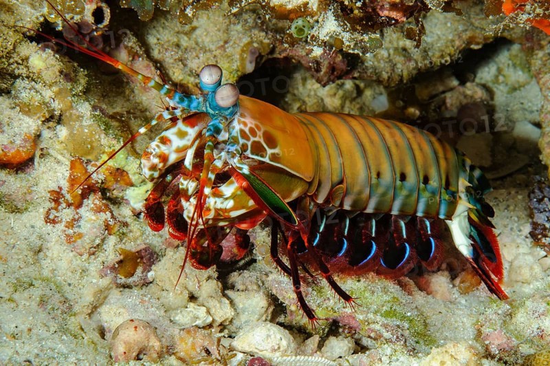 Unterwasserfoto Nahaufnahme von bunter farbenfroher Schmetter-Fangschreckenkrebs (Odontodactylus scyllarus) Clown-Fangschreckenkrebs Pfauen-Fangschreckenkrebs, Harlekin-Fangschreckenkrebs, bemalter Fangschreckenkrebs, Clown-Fangschreckenkrebse, Regenbogen-Fangschreckenkrebs vor Wohnhöhle Unterschlupf, Indischer Ozean, Pereybere, Mauritius