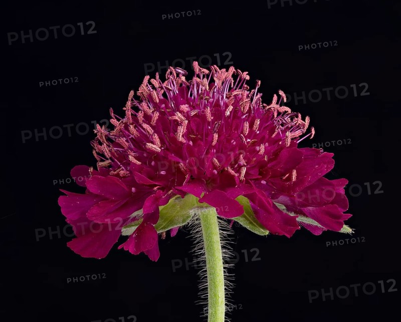 Witwenblume (Knautia), Blüte, Deutschland