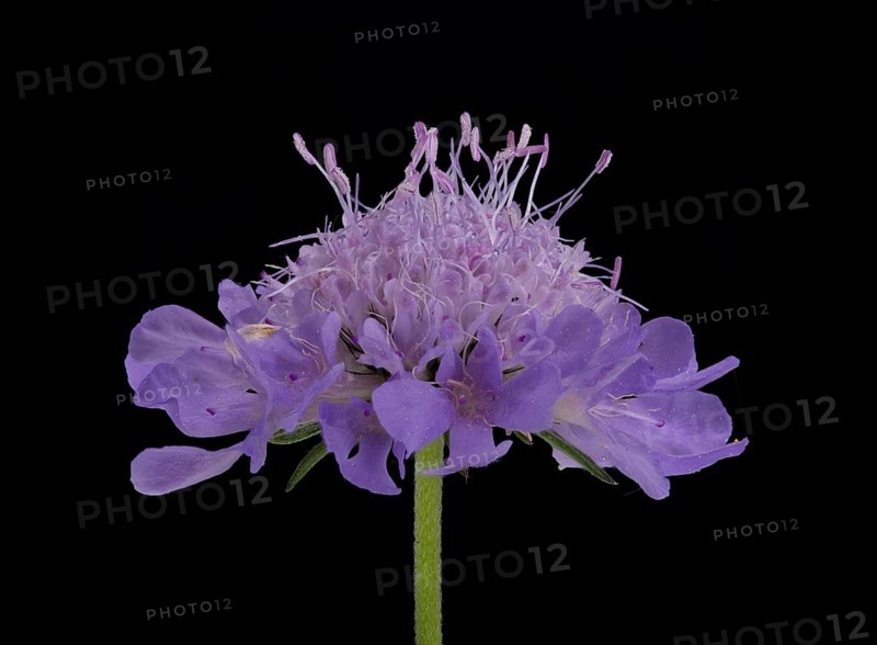 Tauben-Skabiose (Scabiosa columbaria), Blüte, Deutschland