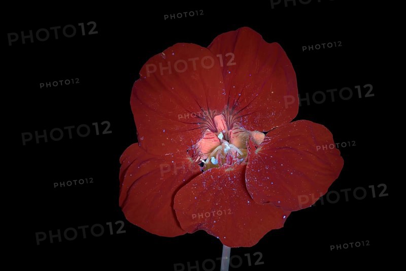 Kapuzinerkresse (Tropaeolum), Blüte, UV-Licht, Deutschland