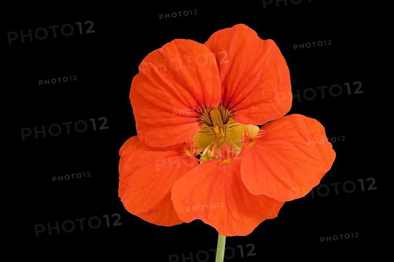Kapuzinerkresse (Tropaeolum), Blüte, Deutschland