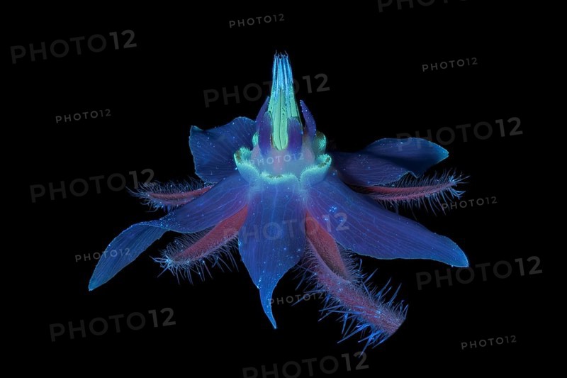 Borretsch (Borago officinalis) Boretsch Gurkenkraut, Pflanze, UV-Licht, Deutschland