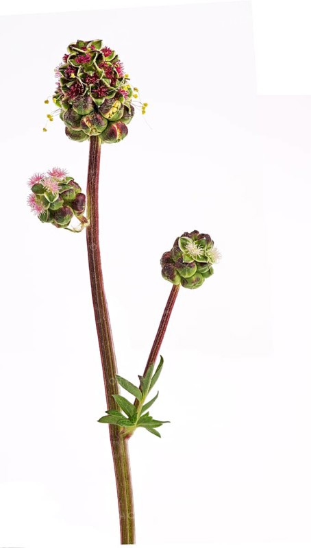Kleiner Wiesenknopf Pimpernell (Sanguisorba minor), Pimpinelle, Blüte, Deutschland