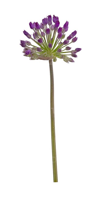 Kugelköpfiger Lauch (Allium sphaerocephalon), Blüte, Deutschland