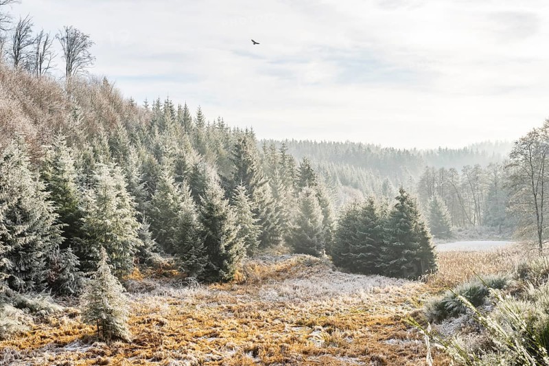 Valley surrounded by a mixed forest with young norway spruce (Picea abies) trees covered white from roarfrost, on a sunny day in winter, Bavaria, Germany