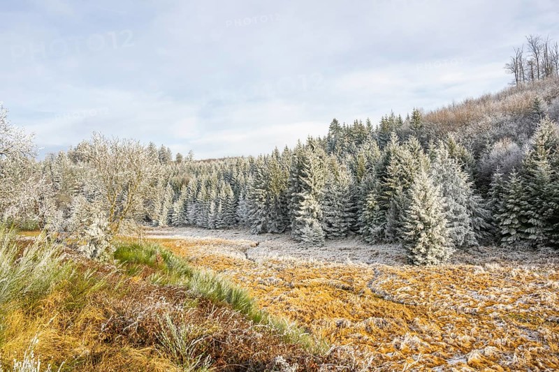 Valley with a small stream surrounded by a mixed forest with young norway spruce (Picea abies) trees covered white from roarfrost, on a sunny day in winter, Bavaria, Germany