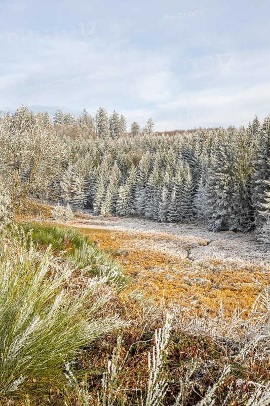 Valley with a small stream surrounded by a mixed forest with young norway spruce (Picea abies) trees covered white from roarfrost, on a sunny day in winter, Bavaria, Germany
