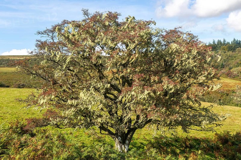 Lichen growing on hawthorn tree, near Hayford, Buckfastleigh, Dartmoor national park, Devon, England, UK indicating good unpolluted air quality
