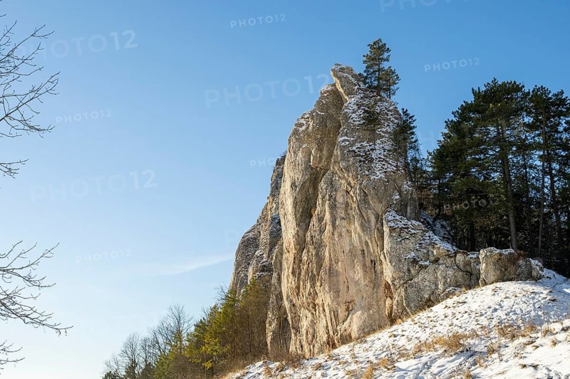 Scots pine (Pinus sylvestris) trees growing on a huge rock in winter, Vápec, Horná Poruba, Slovakia
