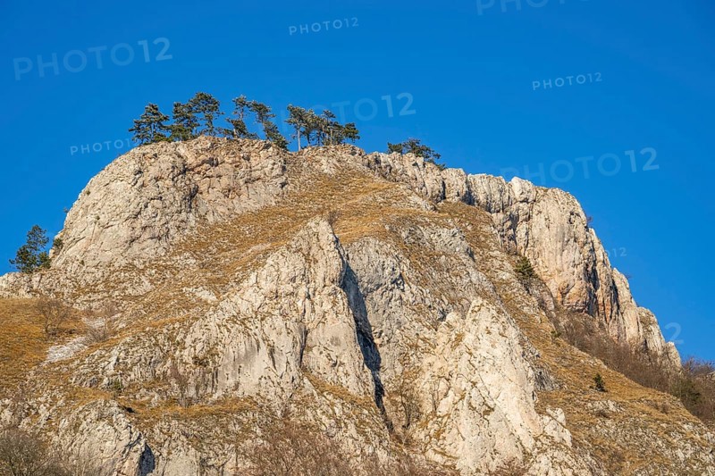 Scots pine (Pinus sylvestris) trees growing on a huge rock in winter, Vápec, Horná Poruba, Slovakia