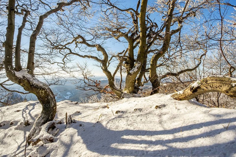 European beech (Fagus sylvatica) trees in a forest with hoarfrost on the branches in winter, Vápec, Horná Poruba, Slovakia
