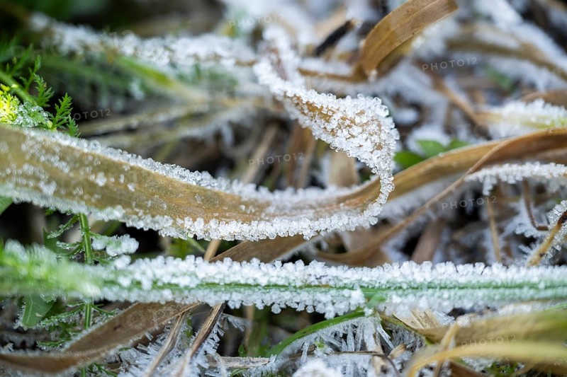 Ice crystals from roarfrost on grass blades in winter, Bavaria, Germany