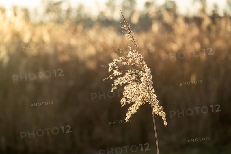 Common reed (Phragmites australis) seeds against the sunlight in winter, Bavaria, Germany