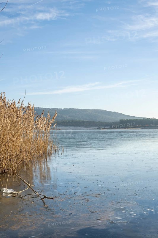 Common reed (Phragmites australis) growing in a lake on a sunny day in winter, Bavaria, Germany