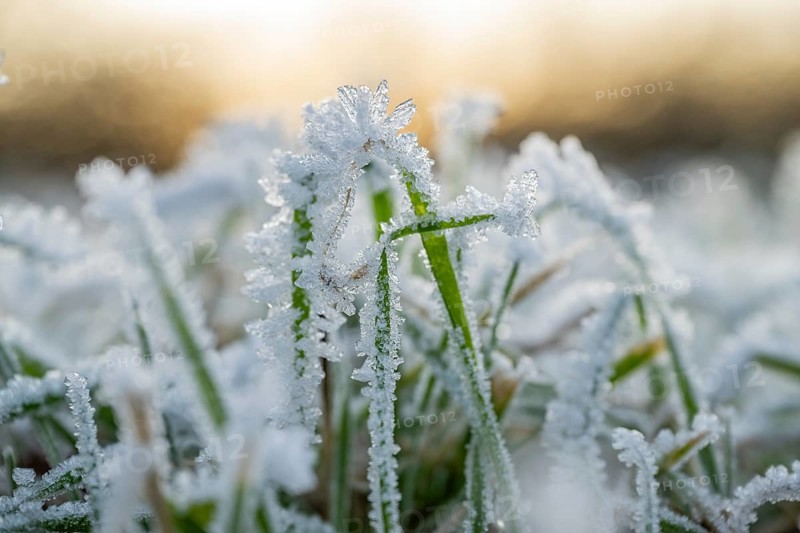 Ice crystals from roarfrost on grass blades in winter, Bavaria, Germany