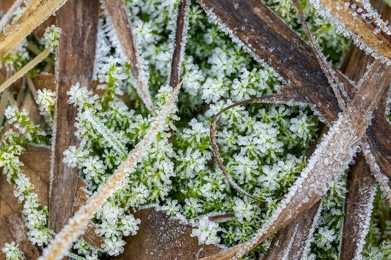 Ice crystals from roarfrost on moss leafes and grass on the ground in winter, Bavaria, Germany