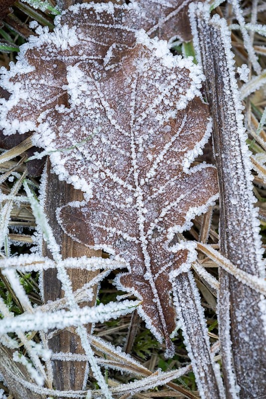 Ice crystals from roarfrost on a pedunculate oak (Quercus robur) leaf lying on the ground in winter, Bavaria, Germany