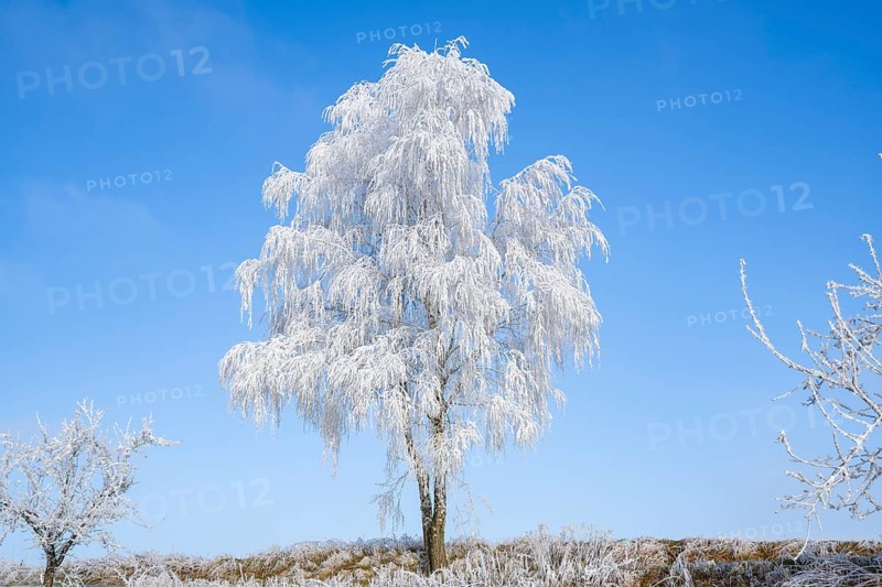 Silver birch (Betula pendula) standing on a meadow with hoarfrost on the branches in front of blue sky at sunshine in winter, Bavaria, Germany