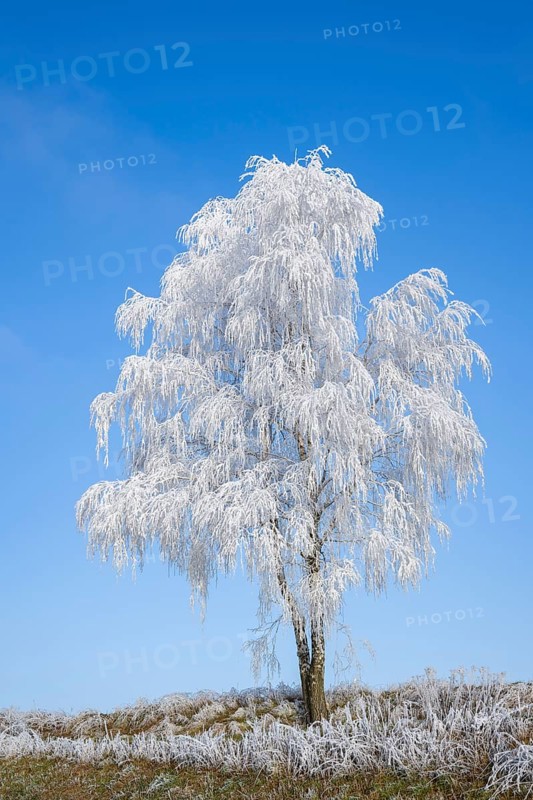 Silver birch (Betula pendula) standing on a meadow with hoarfrost on the branches in front of blue sky at sunshine in winter, Bavaria, Germany