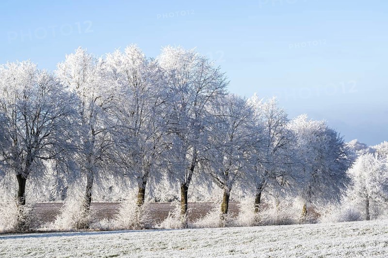 Silver lime trees (Tilia tomentosa) with hoarfrost on the branches standing on a meadow on a sunny day with blue sky in the background in winter, Bavaria, Germany